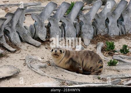 Lion de mer australien (Neophoca cinerea), juvénile sur la plage entre le squelette des baleines, Seal Bay conservation Park, Kangaroo Island, Australie méridionale Banque D'Images