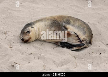 Lion de mer australien (Neophoca cinerea), juvénile, sur la plage, Seal Bay conservation ParkKangaroo Island, Australie méridionale, Australie Banque D'Images