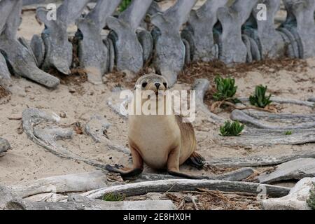 Lion de mer australien (Neophoca cinerea), juvénile sur la plage entre le squelette des baleines, Seal Bay conservation Park, Kangaroo Island, Australie méridionale Banque D'Images