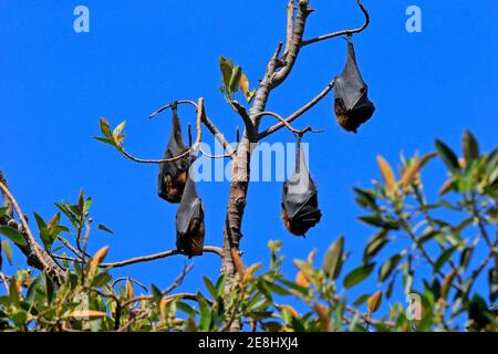 Renard volant à tête grise (Pteropus poliocephalus), adulte, groupe, jour, repos, sommeil, dans un arbre endormi, Adélaïde, Australie méridionale, Australie Banque D'Images
