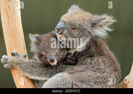 Koalas (Phascolarctos cinereus), mère de jeunes arbres, comportement social, portrait, Parndana, Kangaroo Island, Australie méridionale, Australie Banque D'Images