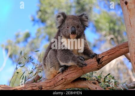 Koala (Phascolarctos cinereus), adulte, sur l'arbre, réserve d'animaux de Kangaroo Island, Parndana, Kangaroo Island, Australie méridionale, Australie Banque D'Images