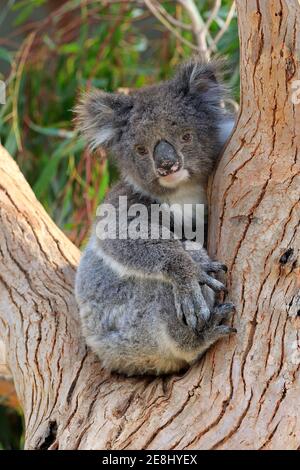 Koala (Phascolarctos cinereus), adulte, assis dans la branche Fork, Kangaroo Island Wildlife Park, Parndana, Kangaroo Island, Australie méridionale, Australie Banque D'Images