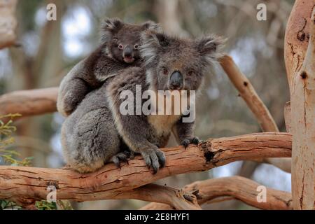 Koalas (Phascolarctos cinereus), mère de jeunes dans le dos assis sur un arbre, comportement social, Parndana, Kangaroo Island, Australie méridionale Banque D'Images