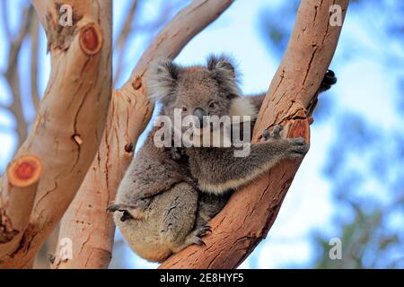 Koala (Phascolarctos cinereus), mère avec un jeune assis sur un arbre, Kangaroo Island Wildlife Park, Parndana, Kangaroo Island, Australie méridionale Banque D'Images