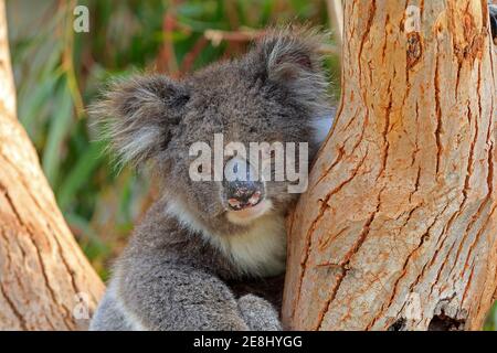 Koala (Phascolarctos cinereus), adulte, portrait, assis dans un arbre, réserve d'animaux de Kangaroo Island, Parndana, Kangaroo Island, Australie méridionale, Australie Banque D'Images