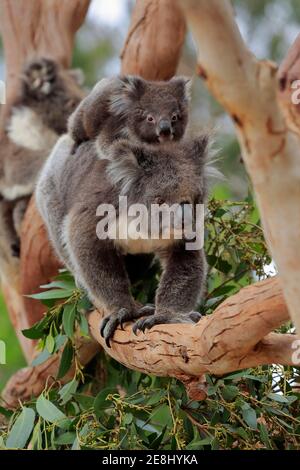 Koalas (Phascolarctos cinereus), mère avec une jeune dans le dos qui court à la branche, comportement social, réserve d'animaux de Kangaroo Island, Parndana, Kangaroo Banque D'Images