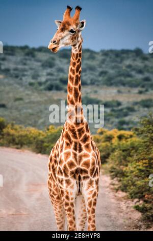 Girafe lors d'un safari dans la réserve de gibier d'Amakhala à afrique du sud Banque D'Images