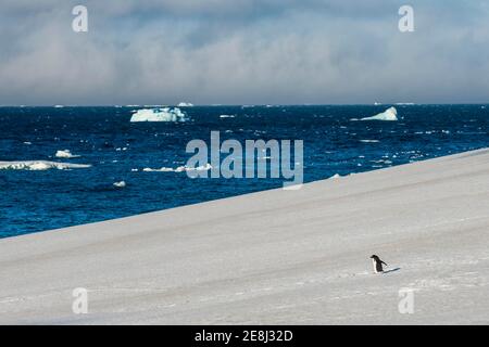 Petit pingouin gentoo marchant sur un glacier, Brown Bluff, Antarctique Banque D'Images