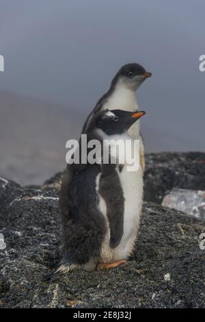 Manchots gentoo à longue queue (Pygoscelis papouasie), île de Gourdin, Antarctique Banque D'Images