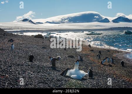 Pingouins d'Adelie et de Gentoo, Brown Bluff, péninsule de Tabarin, Antarctique Banque D'Images