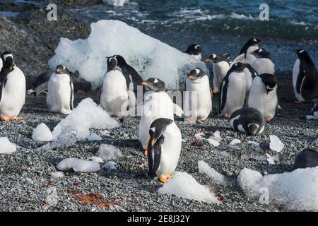 Manchots gentoo à longue queue (Pygoscelis papouasie), île de Gourdin, Antarctique Banque D'Images