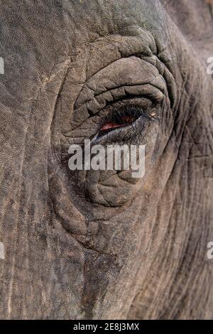 Gros plan sur un éléphant d'Asie (Elepha maxima), site classé au patrimoine mondial de l'UNESCO, Parc national Kaziranga, Assam, Inde Banque D'Images