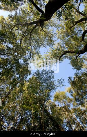 Un ciel bleu clair d'été au-dessus d'une voûte plantée de bois de bouleau; des couronnes vertes à feuilles complètes au-dessus des arbres spindly en concurrence pour l'espace et la lumière Banque D'Images