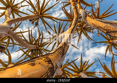 Arbre de quiver ou Kopurboom (Aloe dichotoma), vue des branches tubulaires depuis le dessous. Forêt de quiver, Keetmanshoop, Namibie, Afrique Banque D'Images