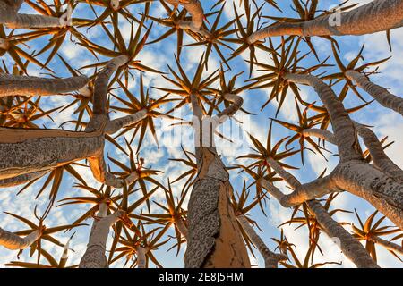 Arbre de quiver ou Kopurboom (Aloe dichotoma), vue des branches tubulaires depuis le dessous. Forêt de quiver, Keetmanshoop, Namibie, Afrique Banque D'Images