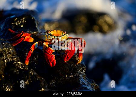 Crabe rouge (Grapsus grapsus), également Sally Lightfoot, Bachas Beach, Santa Cruz Island, Galapagos, Equateur Banque D'Images