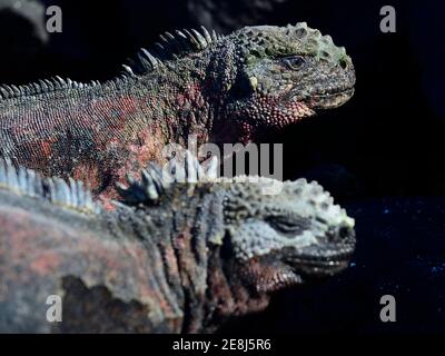 Deux lézards marins (Amblyrhynchus cristatus), iguana sur les rochers de lave, Punta Suarez, île d'Espanola, Galapagos, Equateur Banque D'Images