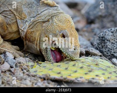 Drusenkopf (Galapagos Prickly Pear) ou Galapagos Land iguana (Conolophus subcristatus) se nourrissant sur un cactus à poire prickly Galapagos, île de Santa Fe Banque D'Images