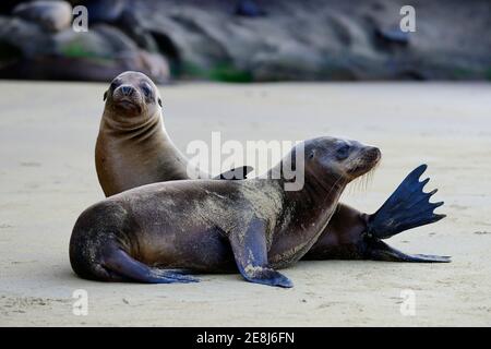 Deux otaries de Galapagos (Zalophus wollebaeki) sur une plage de sable, île de San Christobal, Galapagos, Equateur Banque D'Images