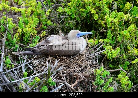 Booby à pieds rouges (Sula sula websteri) assis dans un nid sur un arbre, île de San Christobal, Galapagos, Equateur Banque D'Images