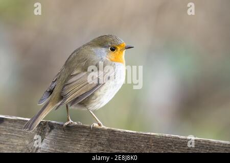 Robin européen (erithacus rubecula) debout sur une clôture en bois, Hesse, Allemagne Banque D'Images