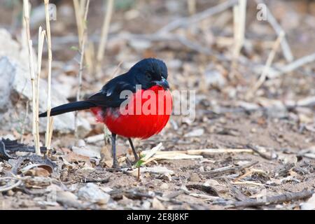 Shrike à ventre rouge (Laniarius atococcineus), Parc national d'Etosha, Namibie Banque D'Images