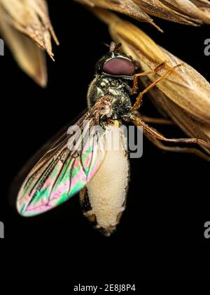 Gros plan de la mouche affectée par le champignon zombie entomophthora muscae Banque D'Images