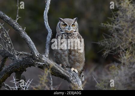 La chouette à cornes Magellanique (Bubo magellanicus) sur une branche, Punta Norte, péninsule de Valdes, Argentine Banque D'Images
