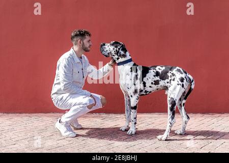 Vue latérale d'un jeune homme barbu dans un ensemble élégant assis Sur les harunches et de la course obéissant Arlequin Grand Dane chien contre mur rouge sur la rue Banque D'Images