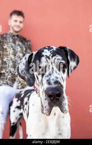 Propriétaire masculin debout avec le grand chien d'Arlequin Great Dane pendant promenez-vous en ville et regardez la caméra Banque D'Images