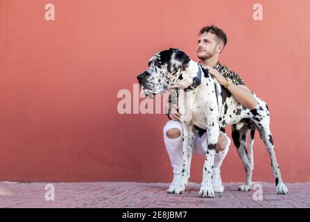 Jeune homme barbu avec une tenue élégante, assis sur des haunches et Caresser un chien de grand Dane obéissant à l'Arlequin contre un mur rouge rue Banque D'Images