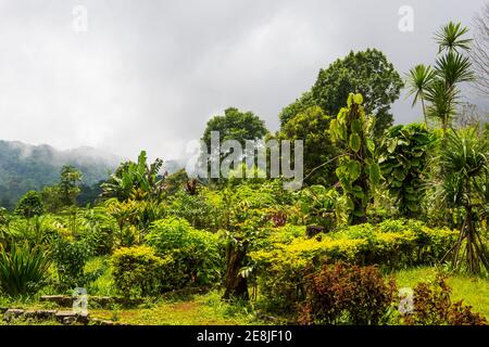 Le jardin botanique de BOM Sucesso, Sao Tomé, Sao Tomé-et-principe, océan Atlantique Banque D'Images