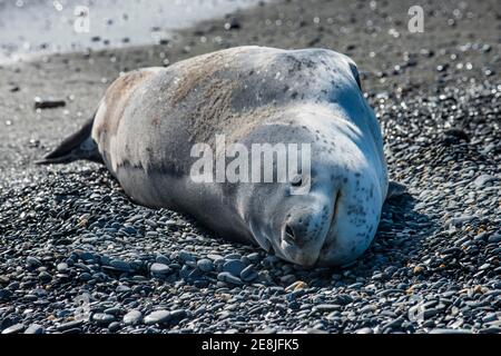 Phoque léopard (Hydrurga leptonyx) entouré par la plaine de Salisbury, Géorgie du Sud, Antarctique Banque D'Images
