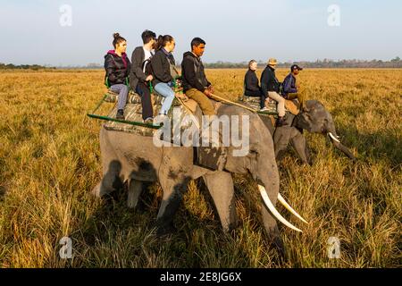 Promenade matinale à dos d'éléphant sur les éléphants à travers l'herbe d'éléphant, site classé au patrimoine mondial de l'UNESCO, parc national de Kaziranga, Assam, Inde Banque D'Images