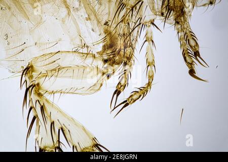 Gros plan des pattes des puces femelles à un grossissement de 10 fois au microscope Banque D'Images