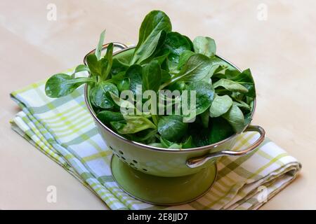 Salade de maïs ( Valerianella locusta) dans le tamis de vidange, Rapuenzchen, RapÂ³nzchen Banque D'Images