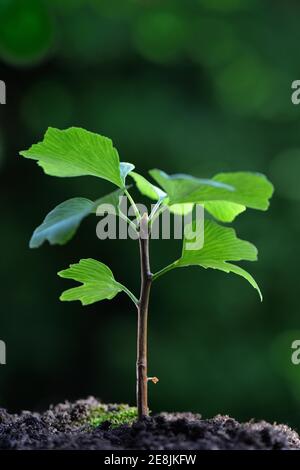 Jeune arbre ( Ginkgo biloba) Banque D'Images