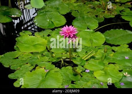 Variété de nénuphars (Nymphaea) Manassas spec Banque D'Images