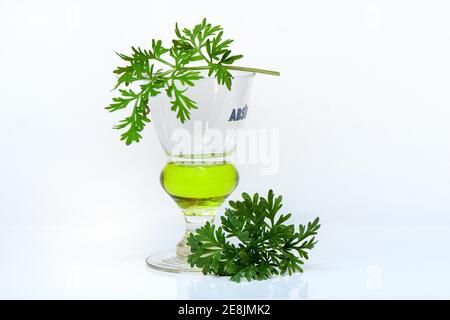 Verre d'absinthe avec bois de millepertuis Banque D'Images