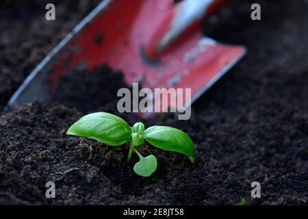 Basilic, jeune plante avec pelle de jardin, Ocimum basilicum Banque D'Images