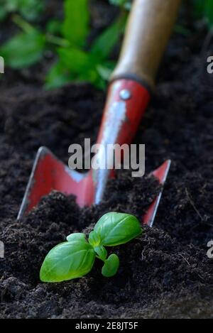 Basilic, jeune plante avec pelle de jardin, Ocimum basilicum Banque D'Images