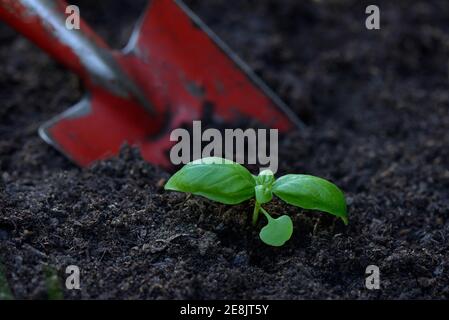 Basilic, jeune plante avec pelle de jardin, Ocimum basilicum Banque D'Images