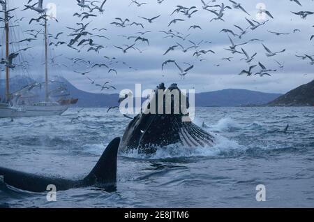 Rorqual à bosse surfacé (Megaptera novaeangliae) avec alimentation à bouche ouverte sur le hareng (Clupea harengus), dans l'orque avant (Orcinus orca), ci-dessus Banque D'Images