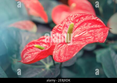 Anthurium est un genre d'environ 1000 espèces de plantes à fleurs, le plus grand genre de la famille des arum, les Araceae. Les noms communs généraux comprennent l'anthurium, Banque D'Images