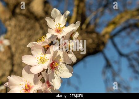 Gros plan des fleurs d'amande (Prunus dulcis) avec une abeille (APIs mellifera) qui pollinise la fleur par temps ensoleillé. Les premières fleurs fleurissent sur l'arbre Banque D'Images