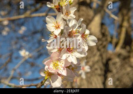 Gros plan des fleurs d'amande (Prunus dulcis) avec une abeille (APIs mellifera) qui pollinise la fleur par temps ensoleillé. Les premières fleurs fleurissent sur l'arbre Banque D'Images