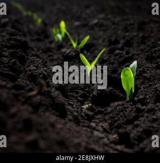 Pousses de maïs vert frais au printemps sur le terrain, mise au point douce. Maïs utilisé comme biocarburant - plantes agricoles pour l'énergie verte alternative. Banque D'Images