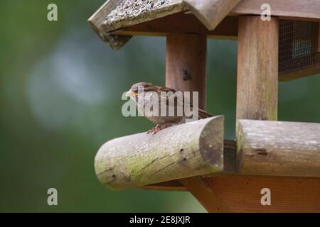 Jeune maison d'arrosage, Passer domesticus, sur la table d'oiseau de jardin, Northumberland, Royaume-Uni Banque D'Images