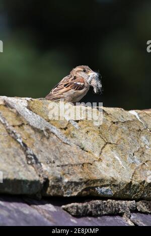 Bruant de maison (Passer domesticus), avec matériel de nidification, Northumberland, Royaume-Uni Banque D'Images